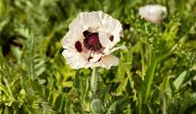 Türkischer Mohn