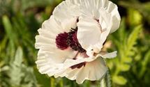 Türkischer Mohn