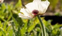 Türkischer Mohn