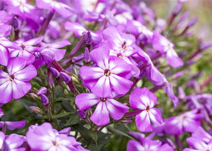 Flammenblumen lassen Ihren Garten in Farben baden