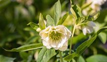 Christrose