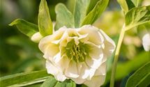 Christrose