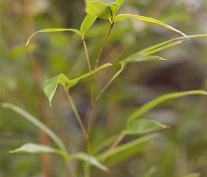 Phyllostachys aureosulcata 'Spectabilis' Phyllostachys aureosulcata 'Spectabilis'