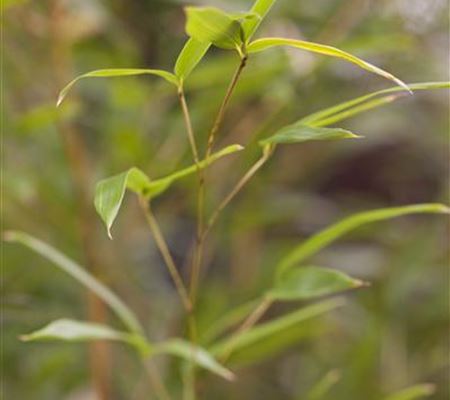 Phyllostachys aureosulcata 'Spectabilis' Phyllostachys aureosulcata 'Spectabilis'