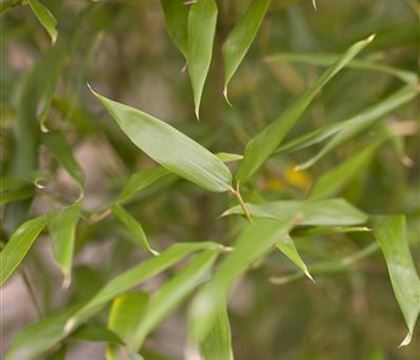 Phyllostachys bissetii Phyllostachys bissetii