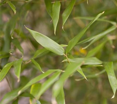 Phyllostachys bissetii Phyllostachys bissetii