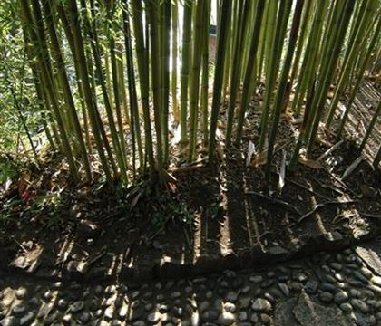 Phyllostachys viridiglaucescens Phyllostachys viridiglaucescens
