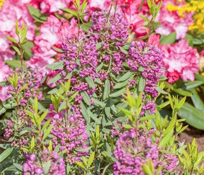 Kalmia angustifolia 'Rubra' Kalmia angustifolia 'Rubra'