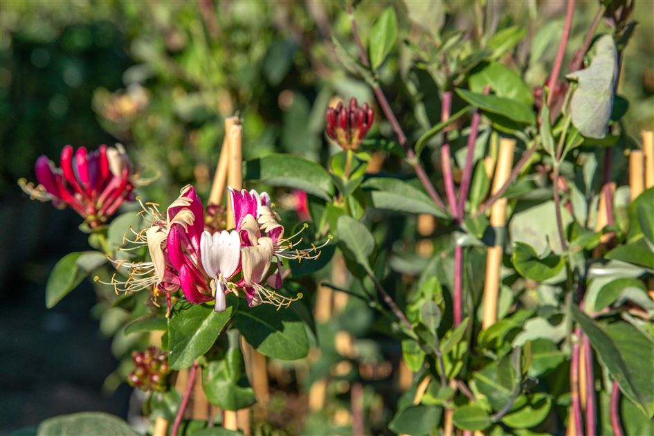 Lonicera japonica 'Halliana'