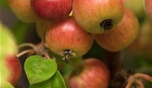 Zierapfel