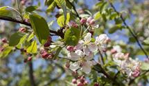 Zierapfel