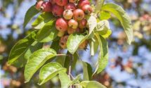 Zierapfel