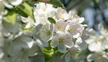 Zierapfel