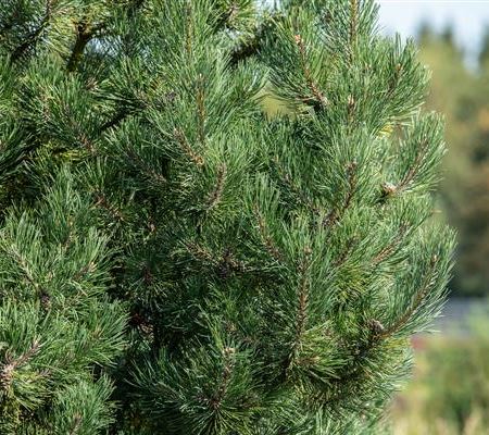 Pinus sylvestris 'Fastigiata' Pinus sylvestris 'Fastigiata'