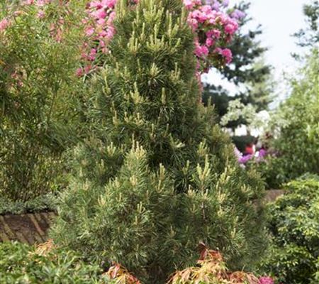 Pinus sylvestris 'Globosa Viridis' Pinus sylvestris 'Globosa Viridis'