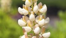 Lupine