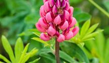 Lupine