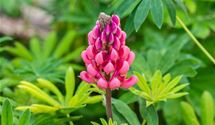 Lupine