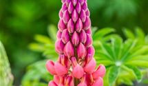 Lupine