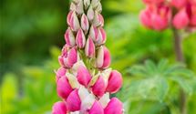 Lupine