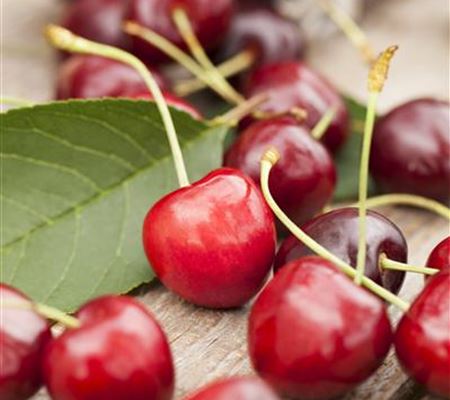 Prunus avium Prunus avium