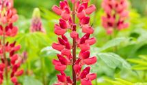 Lupine