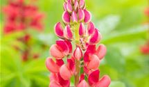 Lupine
