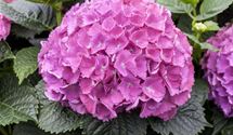 Hortensie