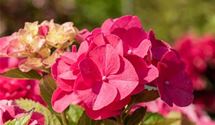 Hortensie