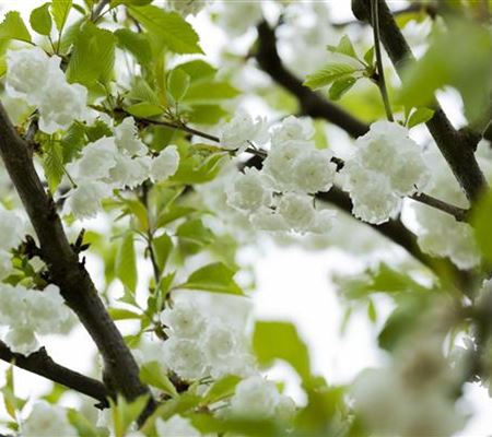 Prunus avium 'Plena'