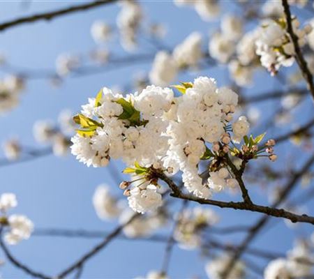 Prunus avium 'Plena'