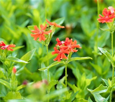 Lychnis chalcedonica