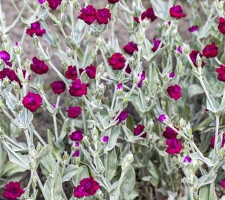 Lychnis coronaria