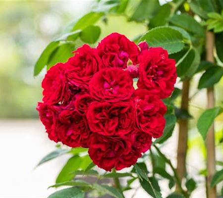 Rosa 'Chevy Chase' Rosa 'Chevy Chase'