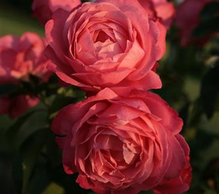 Rosa 'Rosanna' Rosa 'Rosanna'