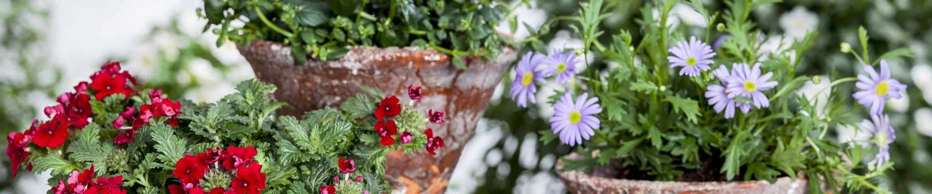 GS477997.jpg GS477997.jpg