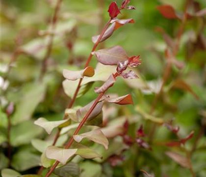 Lagerstroemia indica Lagerstroemia indica