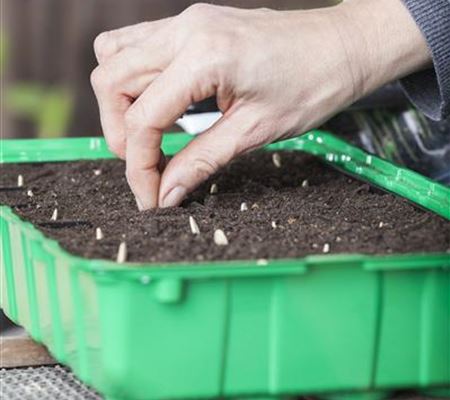 Minigewächshauser herstellen Minigewächshauser herstellen