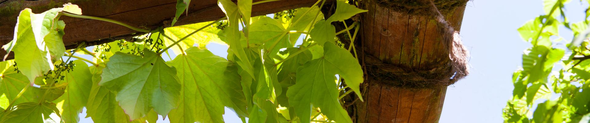 GS408051.jpg GS408051.jpg