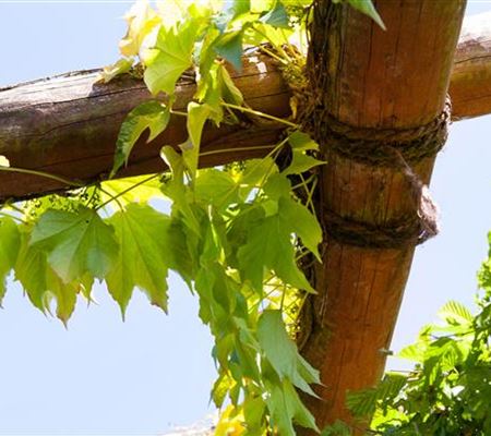Mit dem richtigen Balkon-Sichtschutz einen Rückzugsort schaffen Mit dem richtigen Balkon-Sichtschutz einen Rückzugsort schaffen
