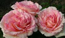 Rosa 'Souvenir de Baden-Baden'