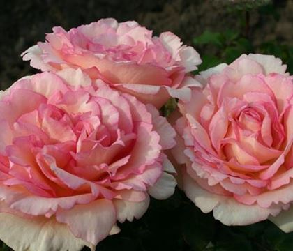 Rosa 'Souvenir de Baden-Baden'
