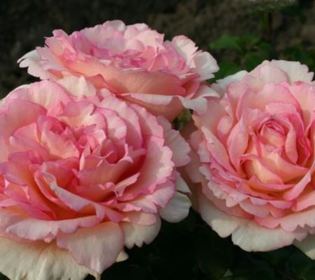 Rosa 'Souvenir de Baden-Baden' Rosa 'Souvenir de Baden-Baden'