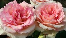 Rosa 'Souvenir de Baden-Baden'