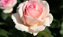 Rosa 'Souvenir de Baden-Baden'