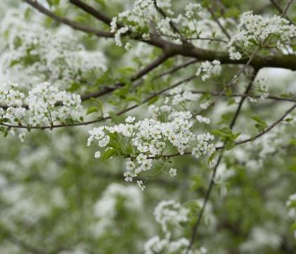 Prunus mahaleb Prunus mahaleb