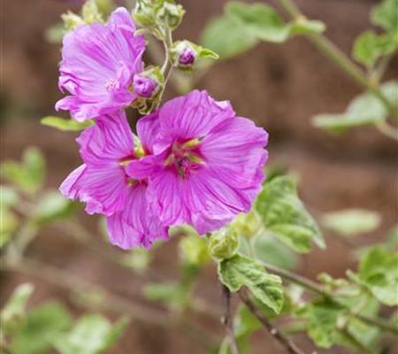 Malva moschata