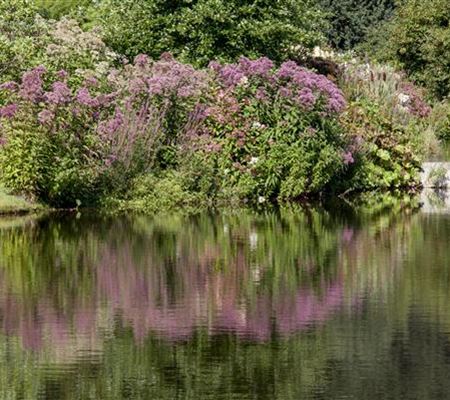 Natürliche Algenbekämpfung im Teich