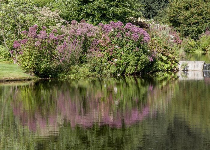 Natürliche Algenbekämpfung im Teich