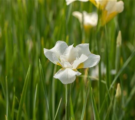 Iris sibirica 'White Swirl' Iris sibirica 'White Swirl'